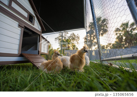 Happy silkie chicks sustainably raised in free range chicken coop. Domestic chicken on small backyard farm 135065656