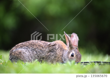 Grey small hare eating grass on summer field. Wild rabbit in nature Grey small hare eating grass on summer field. Wild rabbit in nature 135065670