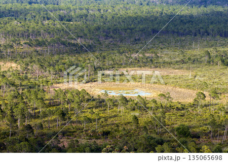 Florida subtropical swamp with wild vegetation in southern USA Florida subtropical swamp with wild vegetation in southern USA 135065698