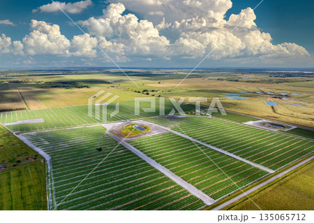 Farming and agriculture industry. Green agricultural field with growing crops in summer season Farming and agriculture industry. Green agricultural field with growing crops in summer season 135065712