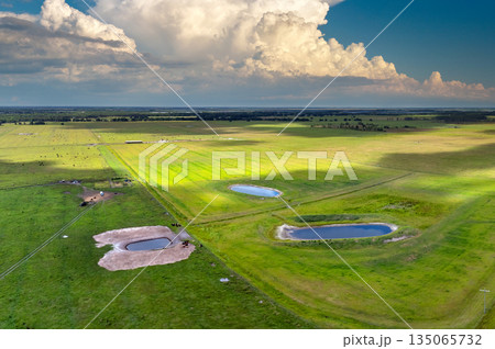 Drinking source for milk cows on green farm grassland in Florida. Water pond on cattle grazing in pasture field 135065732