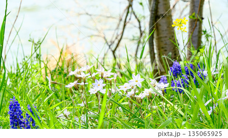 春の花 春の花 135065925