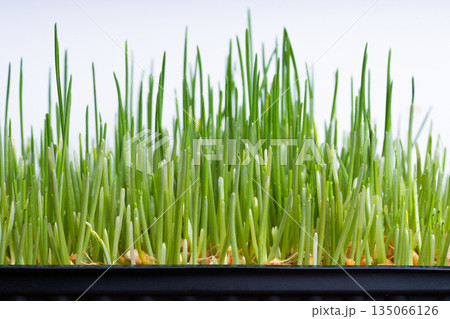 Sprouts of young wheat Sprouts of young wheat 135066126