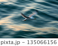 A majestic seagull soars gracefully above the endless sea, captured in a dreamy, abstract style using long exposure technique. 135066156