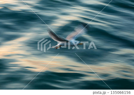 A majestic seagull soars gracefully above the endless sea, captured in a dreamy, abstract style using long exposure technique. 135066156