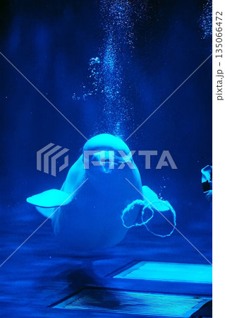 シロイルカ 135066472