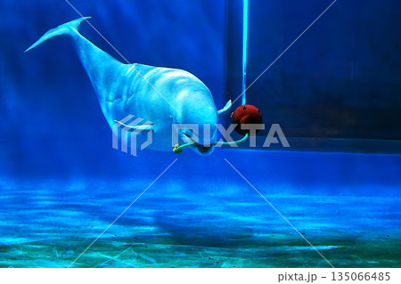 シロイルカ 135066485