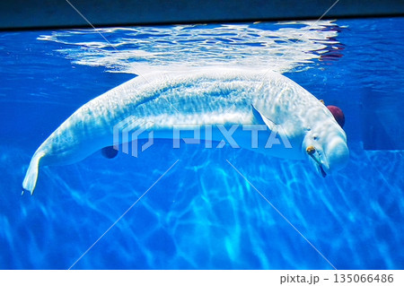 シロイルカ シロイルカ 135066486