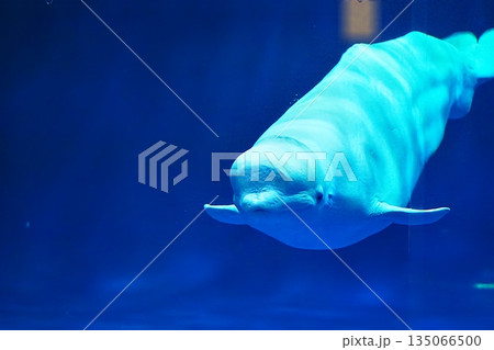 シロイルカ 135066500