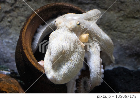 タコ タコ 135067178