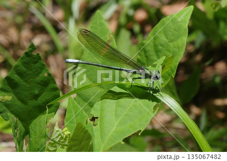 アサヒナカワトンボ 135067482