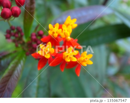 トウワタ トウワタ 135067547