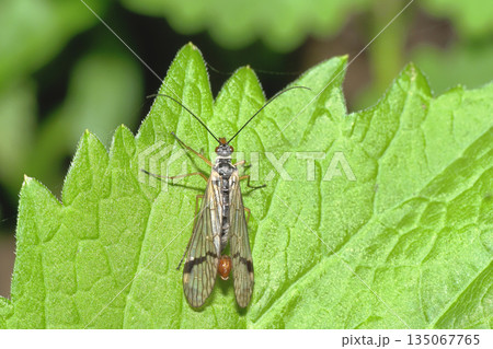 キシタトゲシリアゲ 135067765