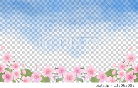 藍天和櫻花花瓣 135068085