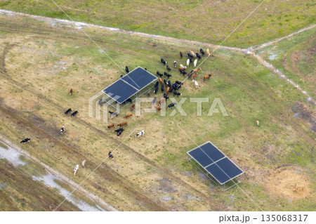 Commercial cattle stockyard with meat cows in rural Florida. Feeding of livestock on farm feedlot in USA Commercial cattle stockyard with meat cows in rural Florida. Feeding of livestock on farm feedlot in USA 135068317