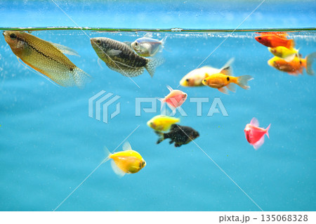 Colorful exotic fish swimming in deep blue water aquarium with green tropical plants Colorful exotic fish swimming in deep blue water aquarium with green tropical plants 135068328