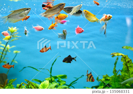 Colorful exotic fish swimming in deep blue water aquarium with green tropical plants 135068331
