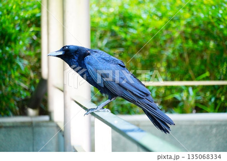 カラス 135068334