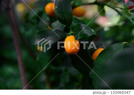 Single oval Nagami kumquat hanging close on branch with green leaves. Citrus Rutaceae fruit from Japan with soft blurred green background Single oval Nagami kumquat hanging close on branch with green leaves. Citrus Rutaceae fruit from Japan with soft blurred green background 135068347