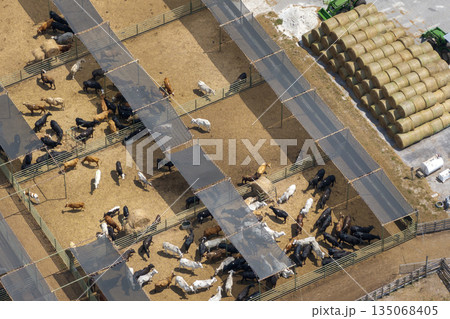 Cattle stockyard with meat cows. Feeding of livestock on farm feedlot in Florida rural area Cattle stockyard with meat cows. Feeding of livestock on farm feedlot in Florida rural area 135068405