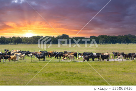 Cattle grazing on farmland pasture. Production of organic dairy products. Milk cows feeding on green farm grassland Cattle grazing on farmland pasture. Production of organic dairy products. Milk cows feeding on green farm grassland 135068416