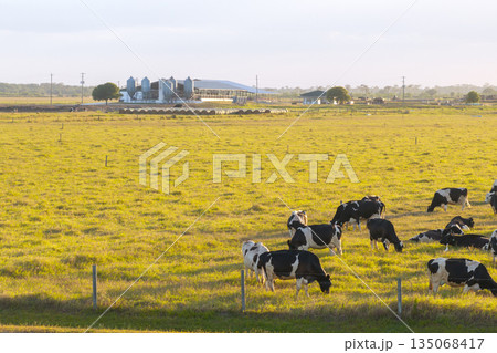 Cattle grazing on farmland pasture. Production of organic dairy products. Milk cows feeding on commercial farm grassland Cattle grazing on farmland pasture. Production of organic dairy products. Milk cows feeding on commercial farm grassland 135068417