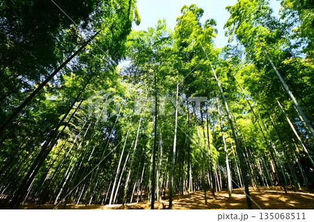 京都府 伏見稲荷大社 竹の下道 京都市伏見区深草藪之内町 2022 年 2月 京都府 伏見稲荷大社 竹の下道 京都市伏見区深草藪之内町 2022 年 2月 135068511