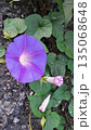 青い朝顔 135068648