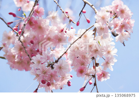 青空と桜 135068975