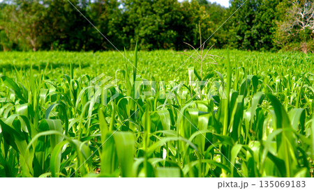 Close Up of Young Green Corn Stalk with Tassel in Fertile Agricultural Field at Sunny Day 135069183