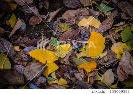 北海道 札幌市｜秋の公園の落ち葉と紅葉風景 135069595