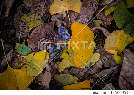 北海道 札幌市｜秋の公園の落ち葉と紅葉風景 135069596