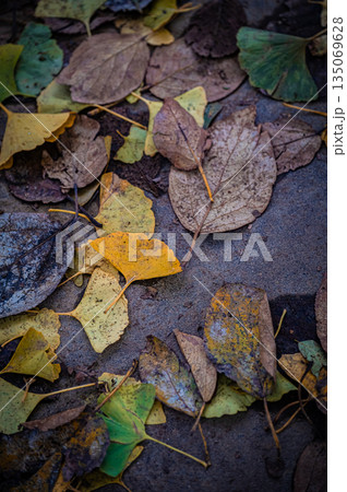 北海道 札幌市|秋の公園の落ち葉と紅葉風景 北海道 札幌市|秋の公園の落ち葉と紅葉風景 135069628