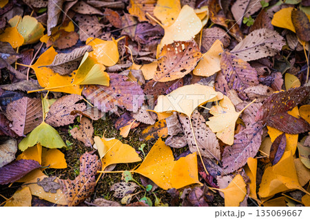 北海道 札幌市|秋の公園の落ち葉と紅葉風景 北海道 札幌市|秋の公園の落ち葉と紅葉風景 135069667