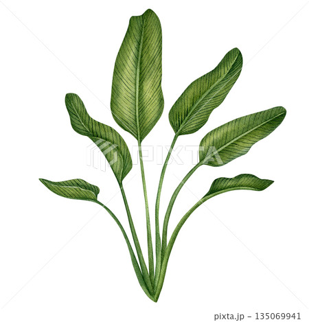 Strelitzia leaves. Hand-drawn Botanical watercolor illustration. Design elements isolated on a white background. Strelitzia leaves. Hand-drawn Botanical watercolor illustration. Design elements isolated on a white background. 135069941