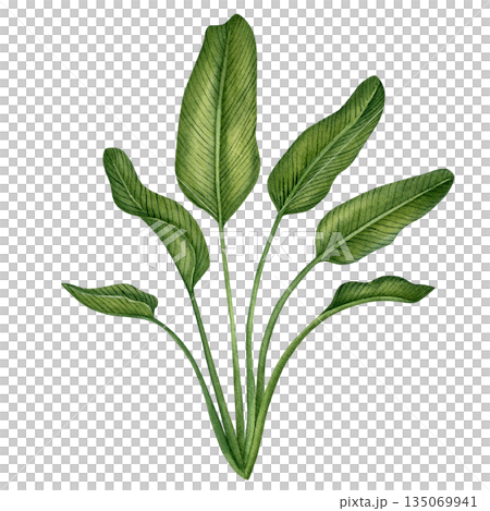Strelitzia leaves. Hand-drawn Botanical watercolor illustration. Design elements isolated on a white background. 135069941