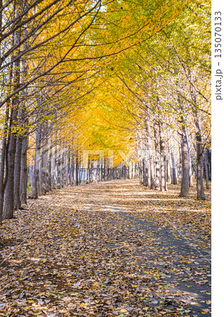 北海道 札幌市 星観公園の紅葉・落ち葉とイチョウ並木の秋風景 北海道 札幌市 星観公園の紅葉・落ち葉とイチョウ並木の秋風景 135070133