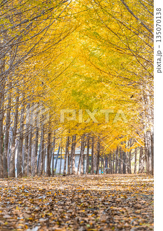 北海道 札幌市　星観公園の紅葉・落ち葉とイチョウ並木の秋風景 135070138