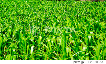Dense Lush Green Corn Leaves Texture Background Dense Lush Green Corn Leaves Texture Background 135070184