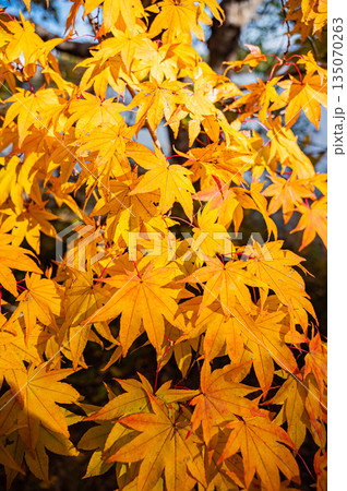 北海道　大沼国定公園の秋の紅葉風景 135070263