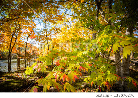 北海道　大沼国定公園の秋の紅葉風景 135070276