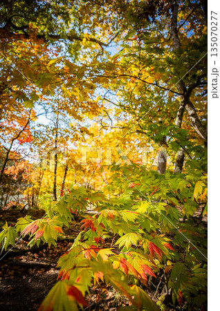 北海道 大沼国定公園の秋の紅葉風景 北海道 大沼国定公園の秋の紅葉風景 135070277