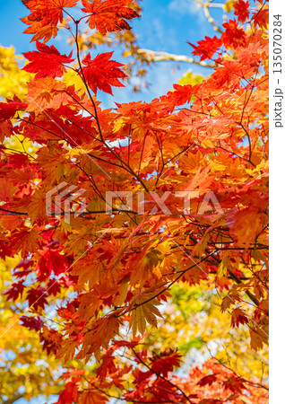 北海道 大沼国定公園の秋の紅葉風景 北海道 大沼国定公園の秋の紅葉風景 135070284