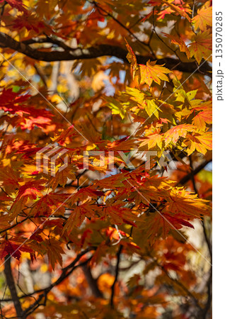 北海道 大沼国定公園の秋の紅葉風景 北海道 大沼国定公園の秋の紅葉風景 135070285