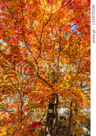 北海道 大沼国定公園の秋の紅葉風景 北海道 大沼国定公園の秋の紅葉風景 135070286