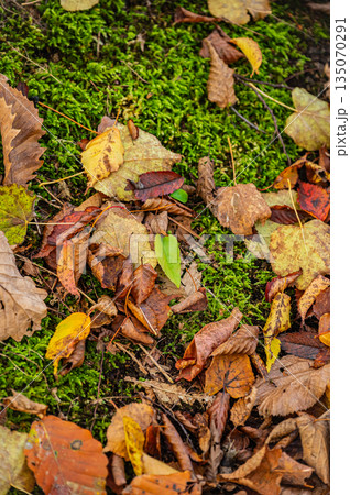 北海道 大沼国定公園の秋の紅葉風景 北海道 大沼国定公園の秋の紅葉風景 135070291