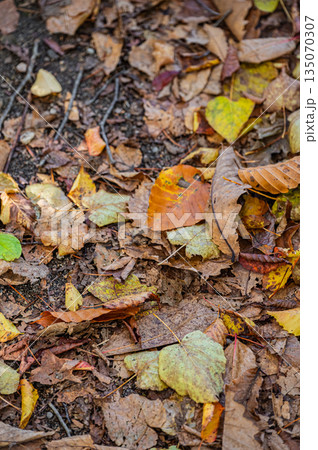 北海道｜大沼国定公園の秋の紅葉風景 135070307