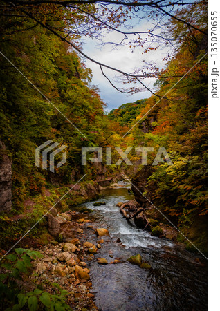 宮城県　曇天の鳴子峡 秋の紅葉と渓谷風景 135070655