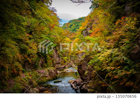 宮城県 曇天の鳴子峡 秋の紅葉と渓谷風景 宮城県 曇天の鳴子峡 秋の紅葉と渓谷風景 135070656