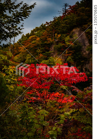 宮城県 曇天の鳴子峡 秋の紅葉と渓谷風景 宮城県 曇天の鳴子峡 秋の紅葉と渓谷風景 135070685